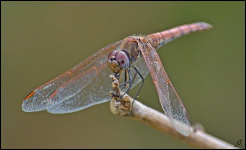 Trithemis annulata